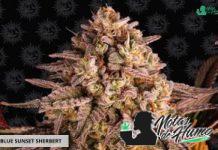 Blue Sunset Sherbert de Barney’s Farm