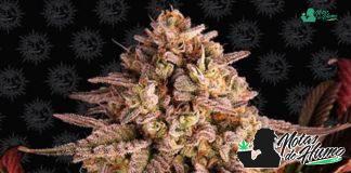 Blue Sunset Sherbert de Barney’s Farm