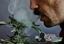 ¿Fumar CBD da positivo? Todo lo que debes saber Fumar CBD da positivo