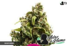Sour Diesel de Royal Queen Seeds Sour Diesel de Royal Queen Seeds