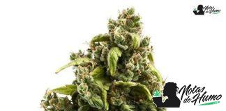 Sour Diesel de Royal Queen Seeds Sour Diesel de Royal Queen Seeds