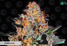 Bubba Kush de Barney’s Farm Bubba Kush de Barnery Farm