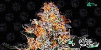 Bubba Kush de Barney’s Farm Bubba Kush de Barnery Farm