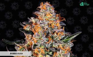 Bubba Kush de Barney’s Farm Bubba Kush de Barnery Farm