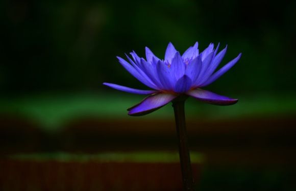 Flor de loto azul droga