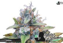 Tangie de BFS Seeds Tangie de BFS Seeds