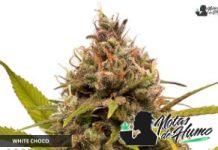 White Choco de Amsterdam Genetics White Choco de Amsterdam Genetics