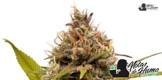 White Choco de Amsterdam Genetics White Choco de Amsterdam Genetics