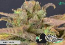 Auto Critical de CBD seeds Auto Critical de CBD Seeds