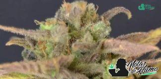 Auto Critical de CBD seeds Auto Critical de CBD Seeds