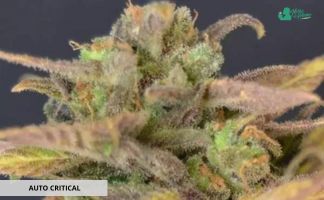 Auto Critical de CBD seeds Auto Critical de CBD Seeds