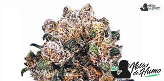 Blueberry de Dutch Passion Blueberry de Dutch Passion