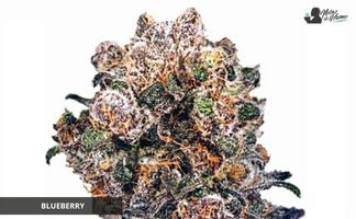 Blueberry de Dutch Passion