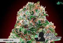 Bubble Gum de 00 Seeds Bank Bubble Gum de 00 Seeds Bank