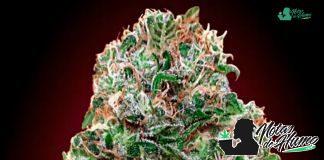 Bubble Gum de 00 Seeds Bank Bubble Gum de 00 Seeds Bank