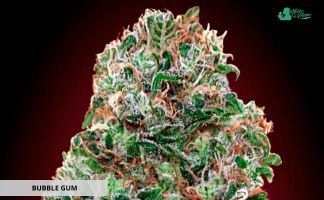Bubble Gum de 00 Seeds Bank Bubble Gum de 00 Seeds Bank