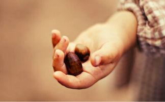 Cómo hacer bellotas de hachís y sus propiedades Cómo hacer bellotas de hachís y sus propiedades