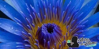 Flor de loto azul: conoce esta desconocida droga Flor de loto azul conoce esta desconocida droga