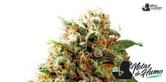 Mazar de Dutch Passion Mazar de Dutch Passion