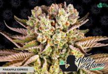 Pineapple Express de Barney’s Farm Pineapple Express de Barney's Farm