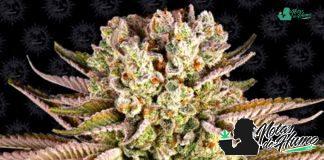 Pineapple Express de Barney’s Farm Pineapple Express de Barney's Farm