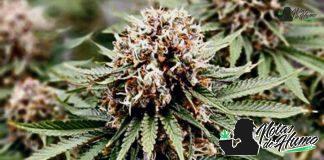 Power Plant de Dutch Passion Power Plant de Dutch Passion