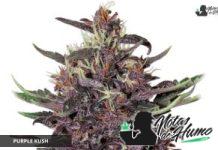 Purple Kush de Buddha Seeds Purple Kush de Buddha Seeds