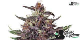 Purple Kush de Buddha Seeds Purple Kush de Buddha Seeds