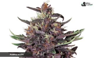 Purple Kush de Buddha Seeds