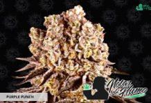 Purple Punch de Barney’s Farm Purple Punch de Barney's Farm