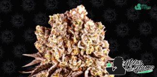Purple Punch de Barney’s Farm Purple Punch de Barney's Farm