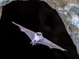 Qué es el guano de murciélago y cómo puede ayudar a tu cannabis Qué es el guano de murciélago y cómo puede ayudar a tu planta de cannabis