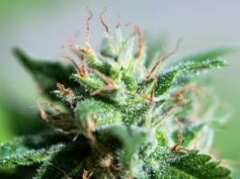 Qué es el efecto sequito de la marihuana