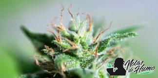 ¿Qué es el efecto séquito de la marihuana? Qué es el efecto sequito de la marihuana