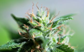 ¿Qué es el efecto séquito de la marihuana? Qué es el efecto sequito de la marihuana