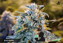 Blue Dream de Humboldt Seeds Blue Dream de Humboldt Seeds