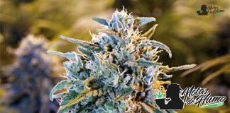 Blue Dream de Humboldt Seeds Blue Dream de Humboldt Seeds
