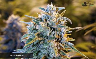 Blue Dream de Humboldt Seeds Blue Dream de Humboldt Seeds