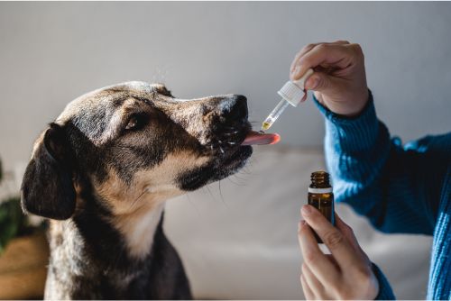 CBD para perros