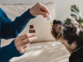 CBD para perros: cómo puede beneficiar a tu mascota CBD para perros