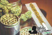 ¿Cuáles son los mejores clubs de cannabis en Barcelona, España? clubs de cannabis