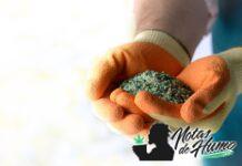 Diatomeas: el secreto natural para proteger tus plantas diatomeas portada