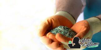 Diatomeas: el secreto natural para proteger tus plantas diatomeas portada