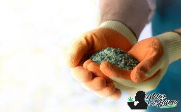 Diatomeas: el secreto natural para proteger tus plantas diatomeas portada
