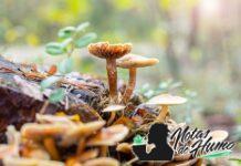 Esporas: qué son y su función en el mundo de los hongos esporas portada