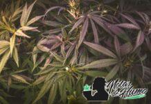 Diferencias entre genotipo y fenotipo en las plantas genotipo y fenotipo