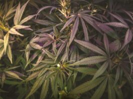 Diferencias entre genotipo y fenotipo en las plantas genotipo y fenotipo