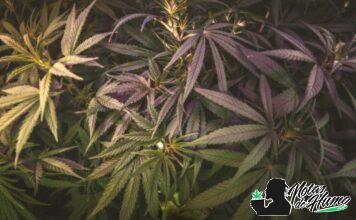 Diferencias entre genotipo y fenotipo en las plantas genotipo y fenotipo