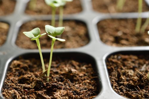 germinar semillas de marihuana