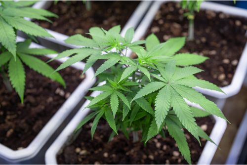 germinar semillas de marihuana